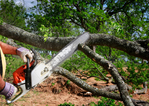 Best Tree Health Inspection  in Berkeley, CA